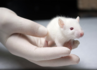 CC网投肿瘤药效实验顺遂通过江苏省FDA审查