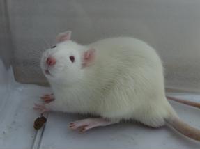 CC网投·(中国游)官方网站