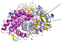 2009年5月CC网投加入了上海国际卵白质及多肽工业展览会
