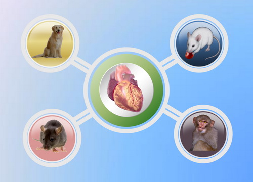 CC网投·(中国游)官方网站