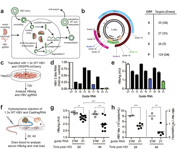 攻克乙肝不是梦，，，，基因编辑靶向“剪切”乙肝病毒