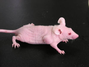 T淋巴细胞缺陷动物模子