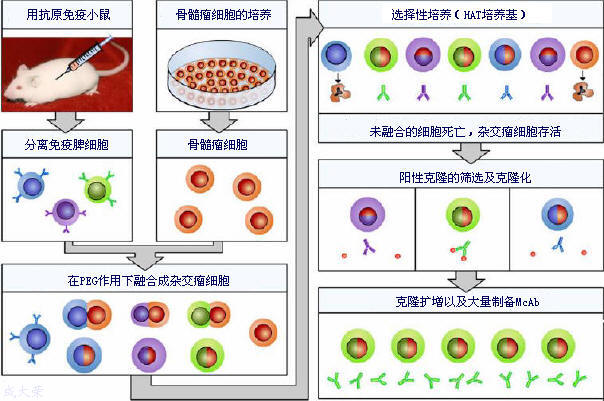CC网投·(中国游)官方网站