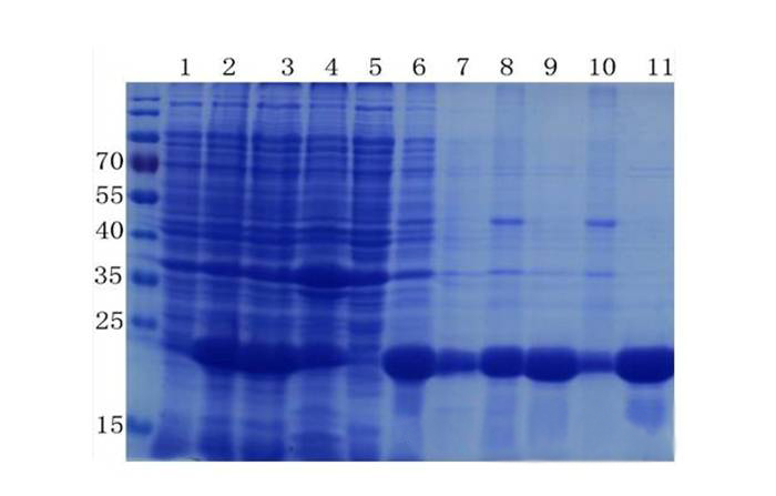 卵白质提取与纯化技巧——CC网投生物医药