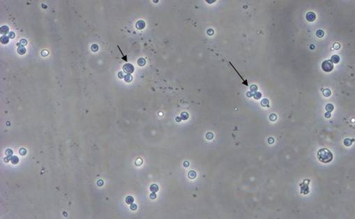 CC网投·(中国游)官方网站
