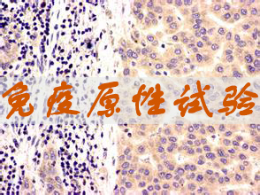 CC网投免疫原性试验效劳