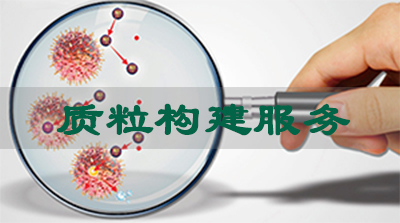 CC网投质粒构建效劳