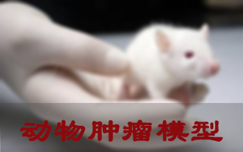 CC网投肿瘤模子建设效劳