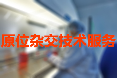 原位杂交手艺的分类有哪些？？？