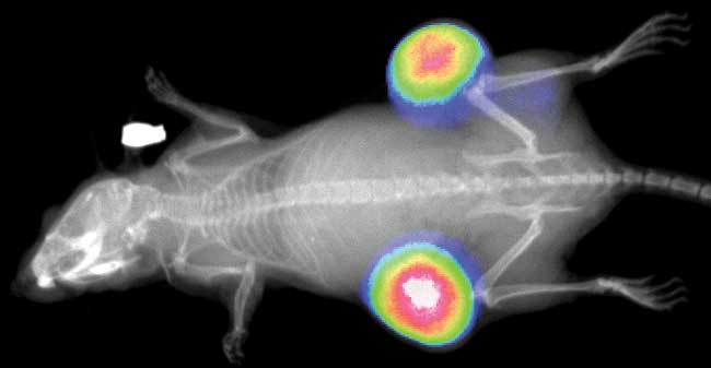 CC网投·(中国游)官方网站