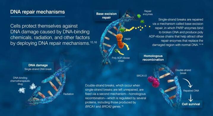 CC网投·(中国游)官方网站