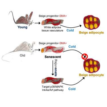 CC网投·(中国游)官方网站