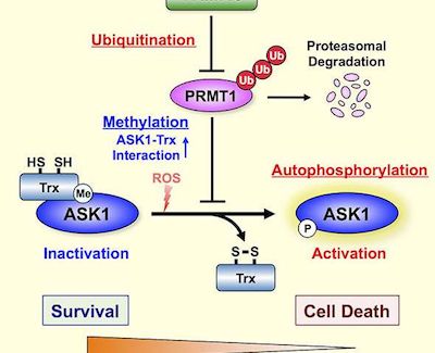 CC网投·(中国游)官方网站