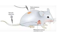 围观:临床前小鼠模子怎样。。。？？？？？