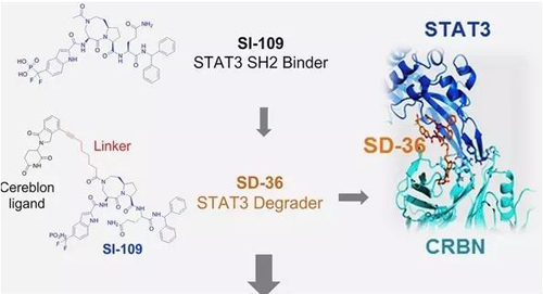 结构优化获得的SH2连系分子SI-109与CRBN连系，，，，，获得SD-36