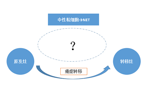 NET可能会通过某些方法“捕获”或“叫醒”癌细胞，，，从而造成癌细胞的迁徙。。。。。