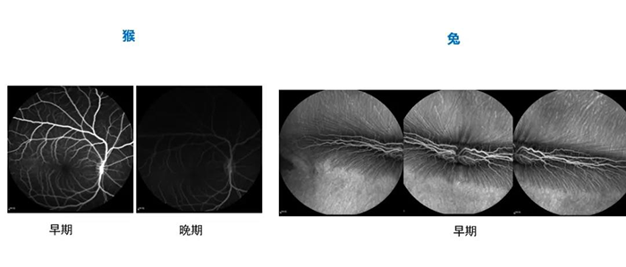 猴和兔差别时期的眼底荧光造影（FA）