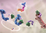 LYTAC出生，，，，，与PROTAC并肩作战针对不可成药的靶点