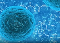 攻克三阴性乳腺癌，，，蜜蜂毒液竟是要害？？