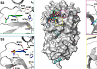 【Nature子刊】国际团队联协实力，，，加速基于COVID-19结构的药物设计！