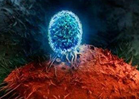 Nature：BATF3改善T细胞影象应答，，，，有望改善免疫疗法的疗效