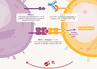 饿了吗？？？？？饿一饿原来可以辅助PD-1抑制剂肿瘤免疫治疗