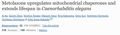 来自日本大阪市立大学的科学家搜索了现有药物的化学“文库”，，，他们发明一种名为美托拉宗的抗高血压药可延伸秀丽隐杆线虫的寿命，，，标记着抗朽迈药物开发的第一步