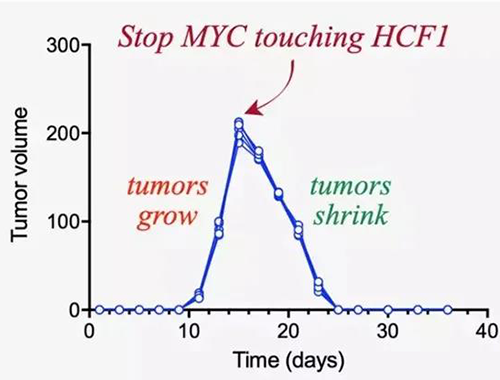 可以“融化”肿瘤的卵白质，，，，，你一定没有听说过！