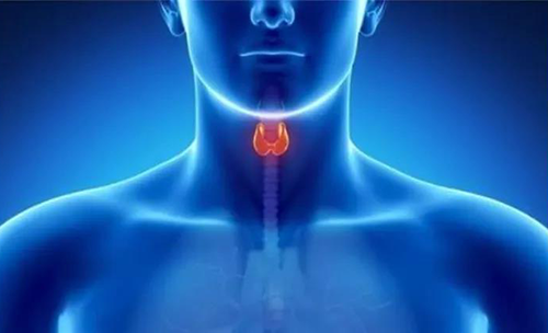 Science速递 | 揭开甲状腺的神秘面纱，，，，开启代谢药物新征程