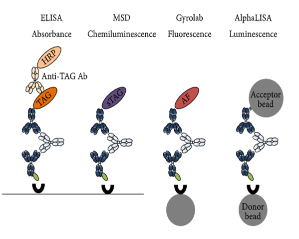CC网投免疫原性研究四大平台