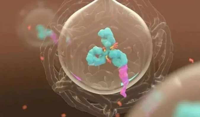 美研 | ADC，，，为靶向给药而精准深耕