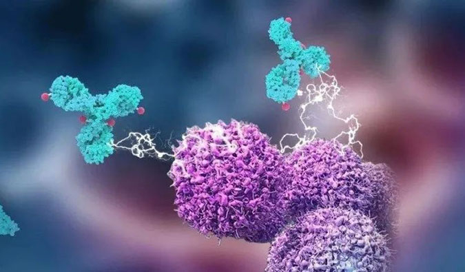CC网投助力国产靶向叶酸受体FRα ADC注射用BAT8006获批临床