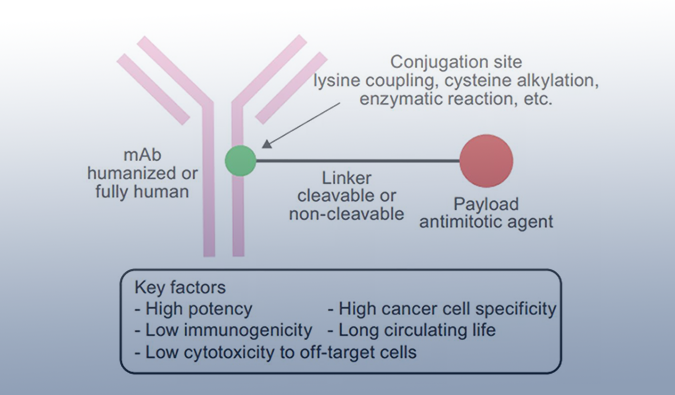 ADC药物：迎接市场热潮，，，攻破研发壁垒