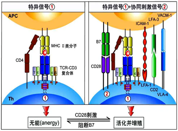 CC网投助力 | 海内CD19×CD3×CD28三特异性抗体获FDA默示允许