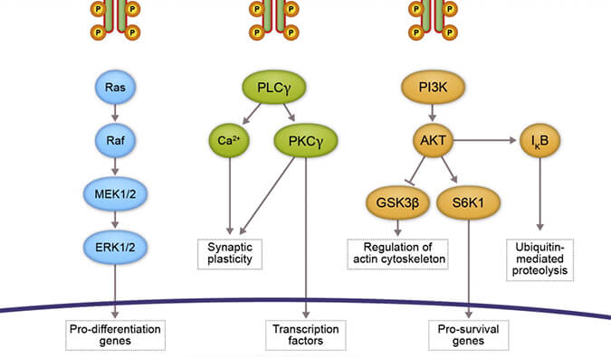 CC网投助力 | 睿跃生物1类新药 TRK降解剂CG001419获批临床