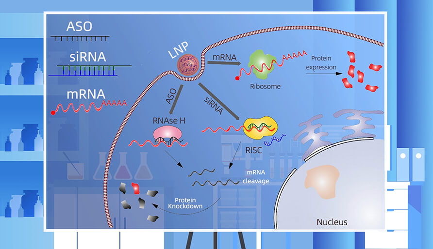 核酸药物的作用机制主要有哪些？？？？