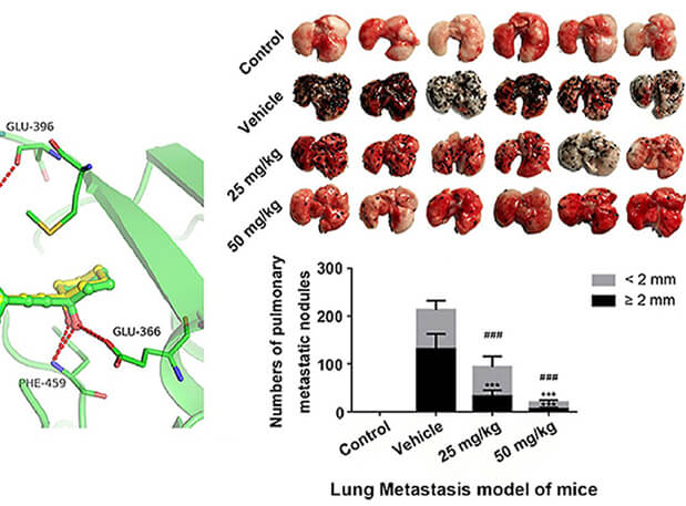 研究用于肺癌和玄色素瘤细胞肺转移的选择性PAK4抑制剂的合成，，，，此选择性PAK4抑制剂的PK研究通过CC网投举行