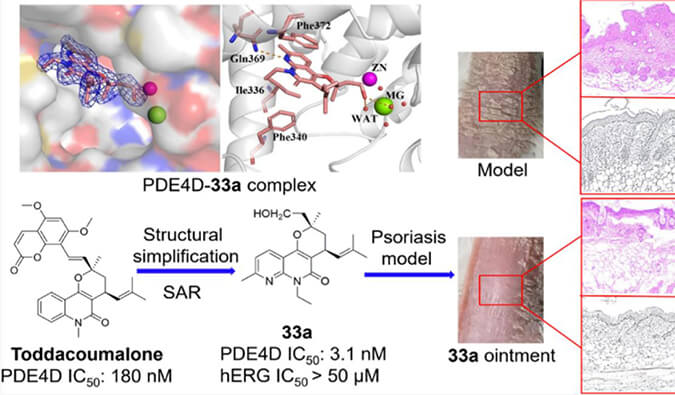 发明用于局部治疗牛皮癣的新型PDE4抑制剂，，，，小鼠、大鼠和人肝微粒体的代谢稳固性实验通过CC网投测定