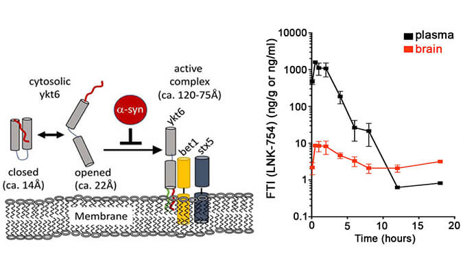 法尼基转移酶抑制剂LNK-754单次口服后即可快速穿过血脑屏障，，，本研究中PK剖析通过CC网投举行