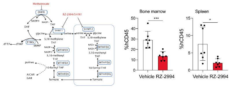 研究职员使用RZ-2994来表征抑制SHMT1/2在T细胞急性淋巴细胞白血病 (T-ALL) 中的作用，，RZ-2994通过CC网投定制合成