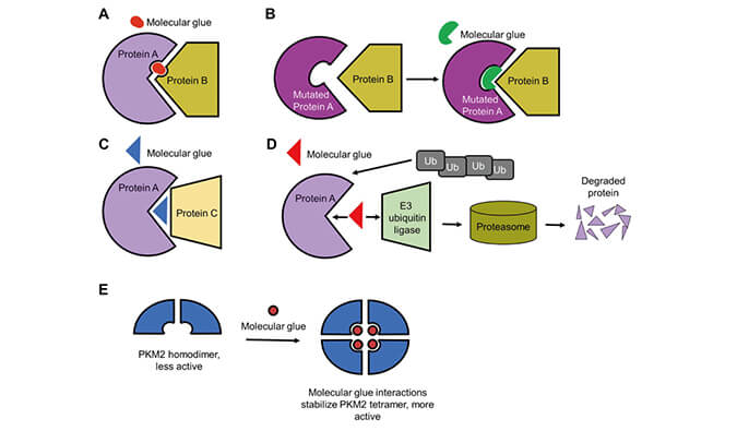 靶向卵白降解系列（三）：分子胶，，，挑战不可成药