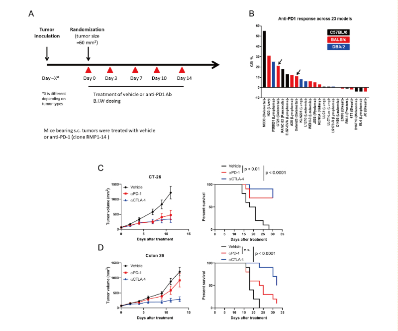 免疫检查点阻断疗法改变了癌症治疗的范式，，，，，此研究中通过CC网投在23 个同源肿瘤模子中举行了抗PD-1抗体的体内研究