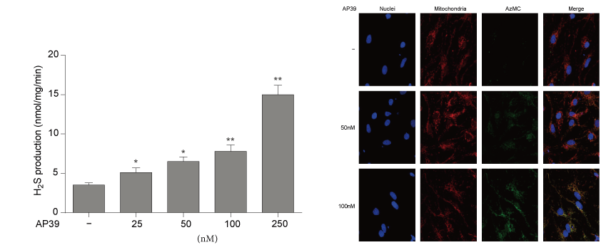 AP39是一种新合成的线粒体靶向的H2S供体，，，本研究中AP39通过CC网投设计和合成