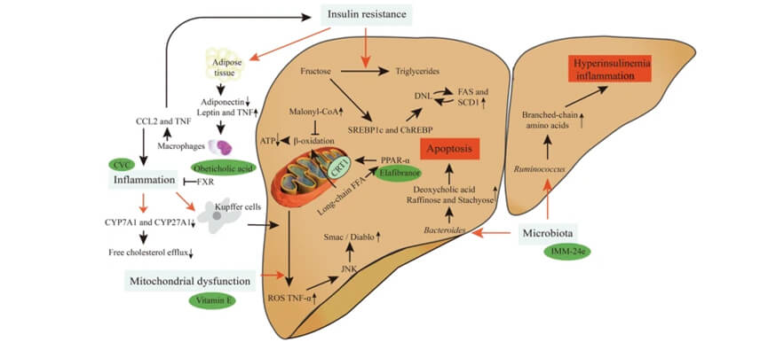 全球规模内，，已经有几个热门靶点对应的立异药物对NASH展现了极高的治疗潜力.jpg