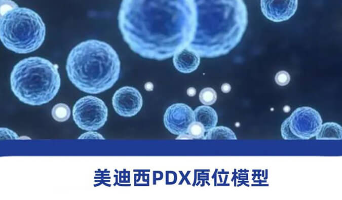 CC网投PDX模子.jpg