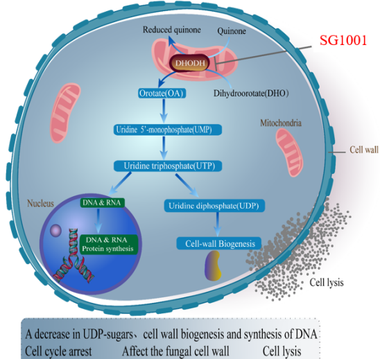 CC网投祝贺祥根生物立异药SG1001完成首例受试者给药