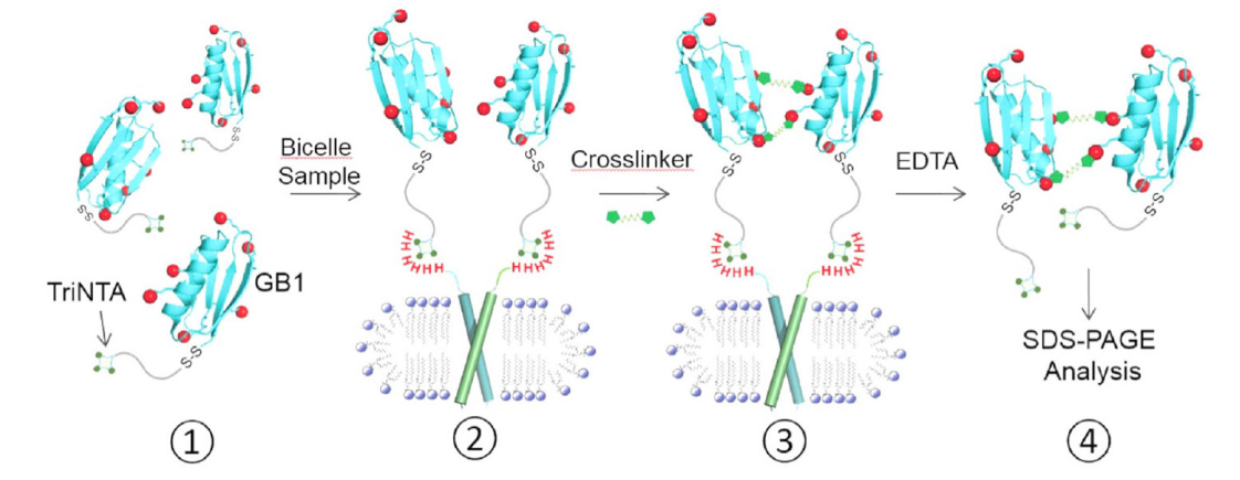 跨膜结构域寡聚体的结构测定新要领，，，其中TriNTA通过CC网投合成